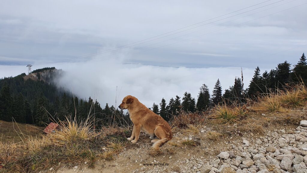 Prin nori și ceață spre înălțimi brașovene
